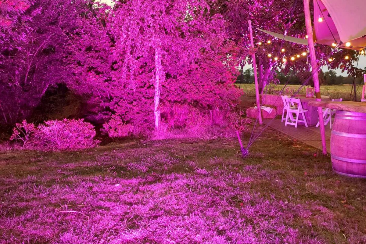 Catering voor bedrijven